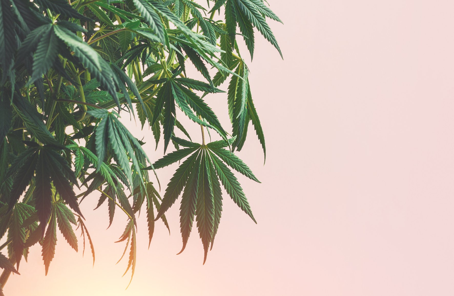 Cannabis plant, branches of marijuana against pink background